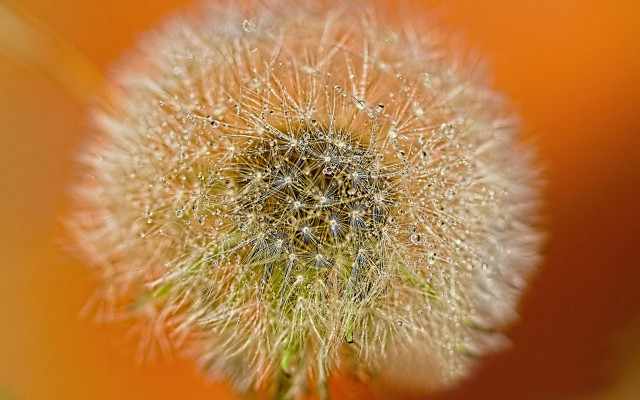 Dandelion water drops autumn fireworks free wallpaper for desktop - medium preview image