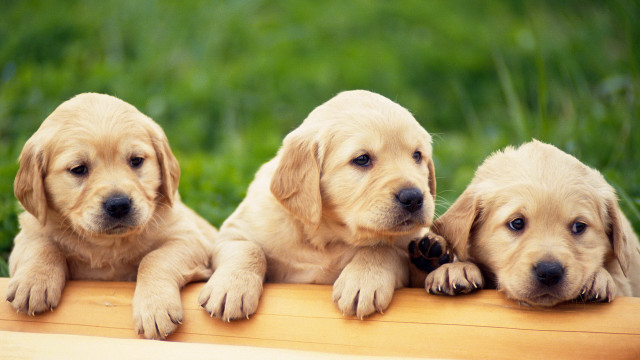 Three puppies smiling wooden bench free wallpaper for desktop - medium preview image