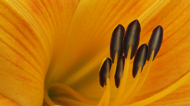 Yellow flower black stamens macro free wallpaper for desktop - medium preview image