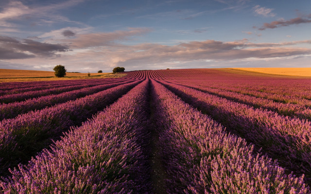 Lavender field dusk sunset cityscape free wallpaper for desktop - medium preview image