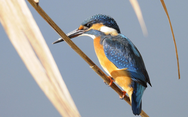 Bird branch long beak blue free wallpaper for desktop - medium preview image