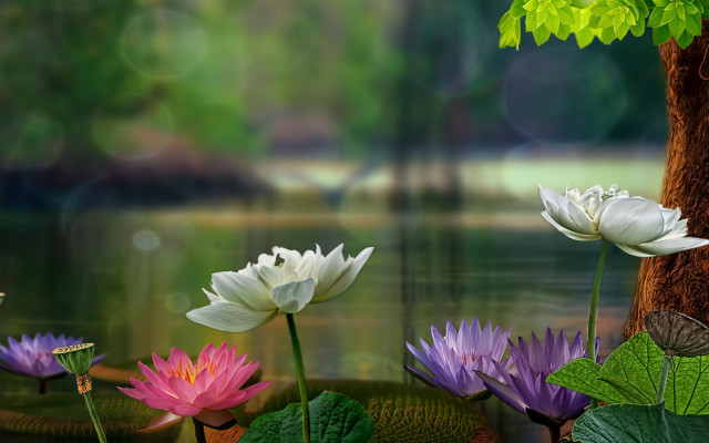 Flowers grass pond lily daisy free wallpaper for desktop - medium preview image