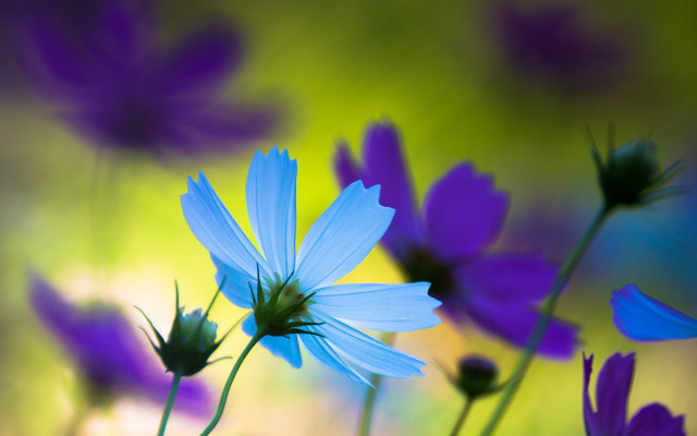 Blue flowers butterfly bokeh purple free wallpaper for desktop - medium preview image