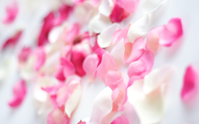Pink white roses petals blurry free wallpaper for desktop - medium preview image