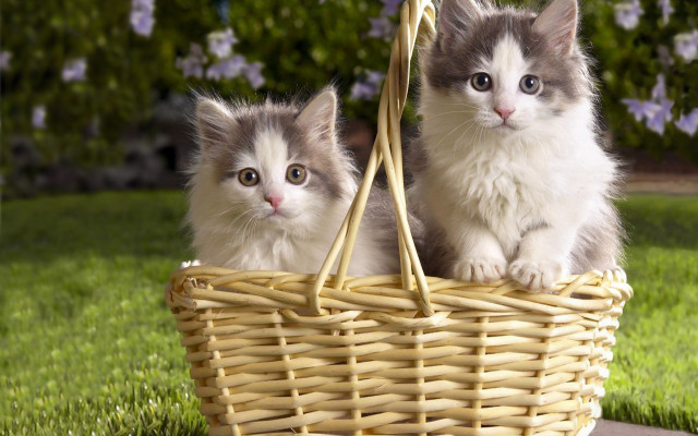 Two kittens basket grass sun free wallpaper for desktop - medium preview image