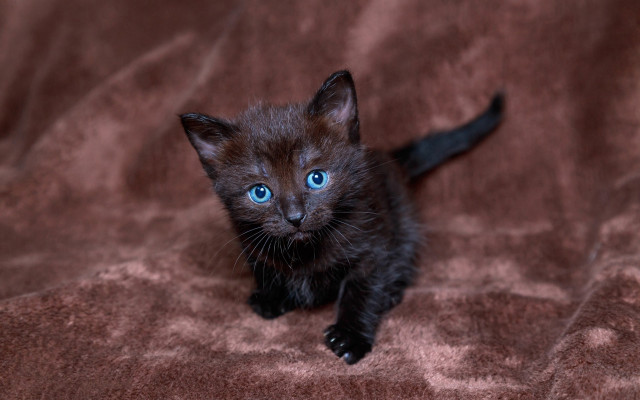 Black kitten blue eyes curious free wallpaper for desktop - medium preview image