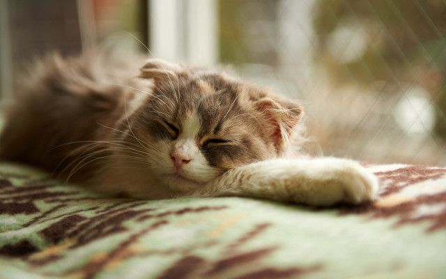 Cat sleeping blanket window tranquil free wallpaper for desktop - medium preview image