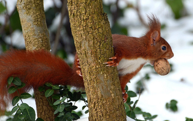 Squirrel eating nut snow tree free wallpaper for desktop - medium preview image