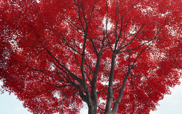 Red tree white sky bench #3 free wallpaper for desktop - medium preview image