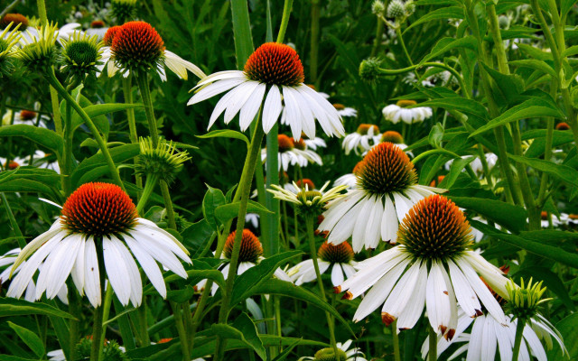 Flower field red white green free wallpaper for desktop - medium preview image