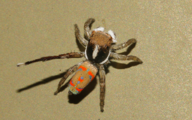 Spider redspot yellowspot hurufiyya gradient free wallpaper for desktop - medium preview image