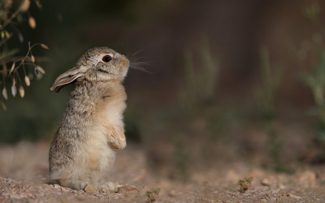 Rabbit stand dirt nature blurry free wallpaper for desktop - medium preview image