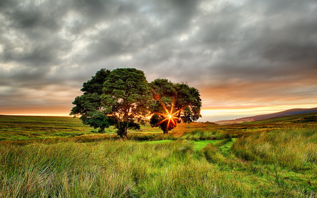 Tree sunset cloudy sky field free wallpaper for desktop - medium preview image