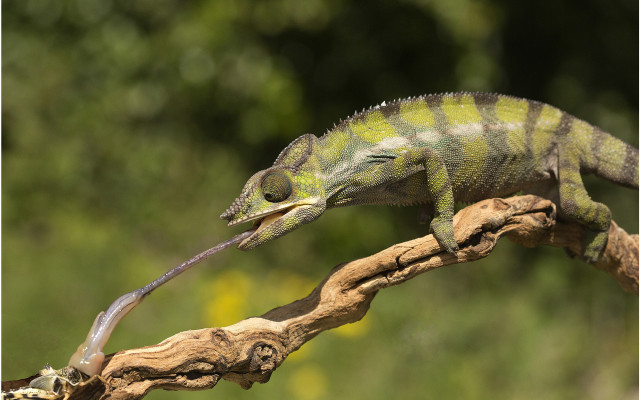 Lizard branch long tail macro free wallpaper for desktop - medium preview image