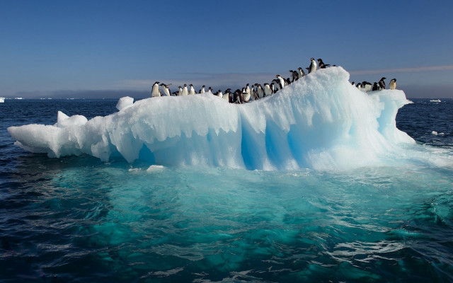 Penguins iceberg ocean blue sky free wallpaper for desktop - medium preview image