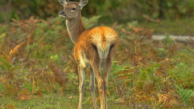 Deer field grass weeds blurry free wallpaper for desktop - medium preview image