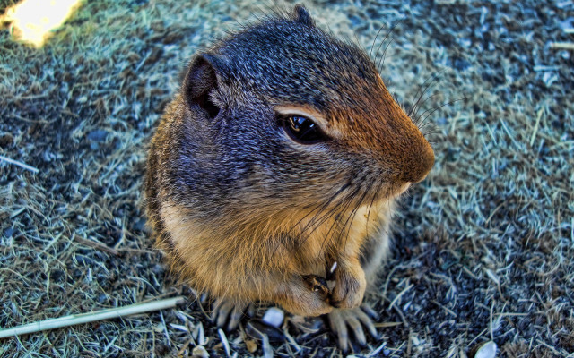 Chippy plant fence night spiderlily free wallpaper for desktop - medium preview image