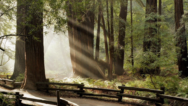 Forest path bench trees sunbeam free wallpaper for desktop - medium preview image
