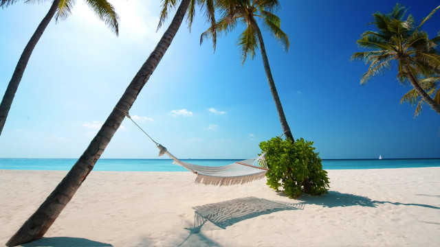 Hammock palm trees beach blue #5 free wallpaper for desktop - medium preview image