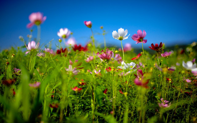 Flower field blue sky pink #2 free wallpaper for desktop - medium preview image