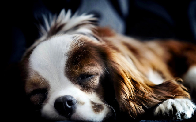 Dog sleeping couch portrait blurry free wallpaper for desktop - medium preview image