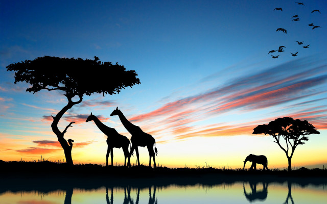 Giraffes tree sunset birds clouds free wallpaper for desktop - medium preview image