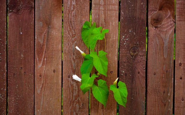 Plant vines fence leaves night free wallpaper for desktop - medium preview image