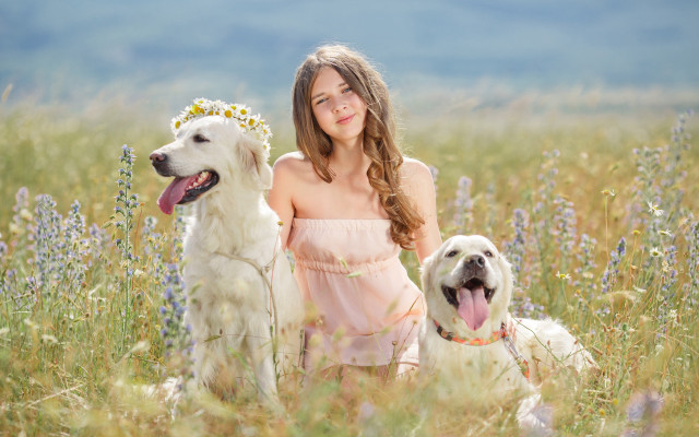 Girl dogs flower field sky free wallpaper for desktop - medium preview image