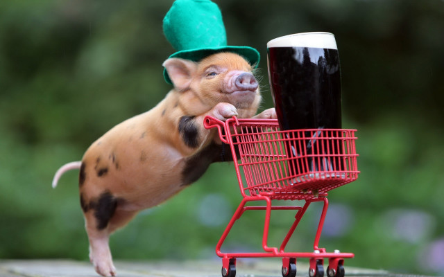 Pig pushing cart beer green free wallpaper for desktop - medium preview image
