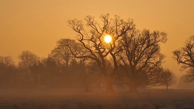 Foggy field trees sun yellow free wallpaper for desktop - medium preview image