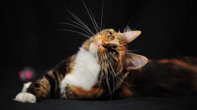 Cat laying up blue eyes free wallpaper for desktop - medium preview image