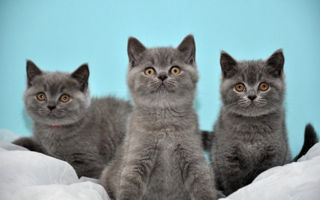 Three kittens blue background white free wallpaper for desktop - medium preview image