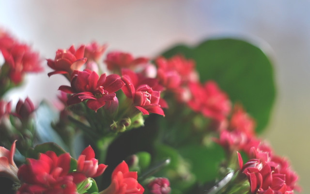 Red flowers green leaves bokeh #3 free wallpaper for desktop - medium preview image