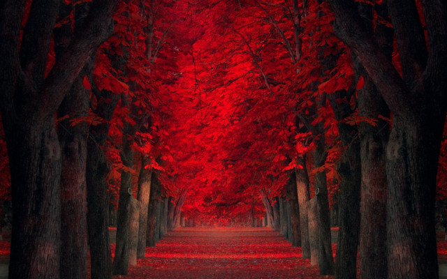 Red forest path autumn leaves free wallpaper for desktop - medium preview image