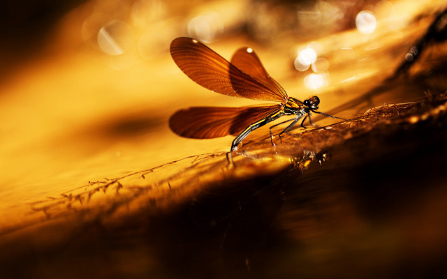 Dragonfly sunset reflection macro bokeh free wallpaper for desktop - medium preview image