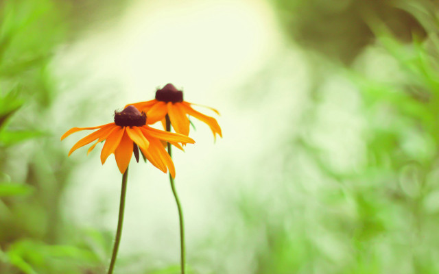 Orange flowers green leaves bokeh free wallpaper for desktop - medium preview image
