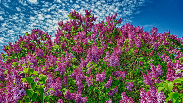 Purple flower field blue sky #3 free wallpaper for desktop - medium preview image