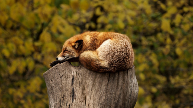 Fox sleeping wooden post forest free wallpaper for desktop - medium preview image