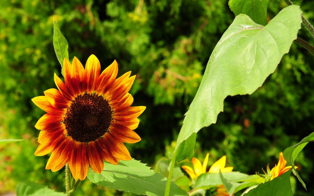 Sunflower green leaves bush trees free wallpaper for desktop - medium preview image