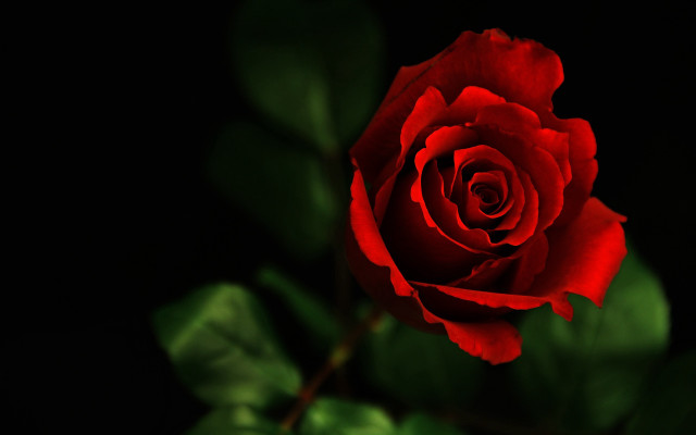 Red rose green leaves black #2 free wallpaper for desktop - medium preview image