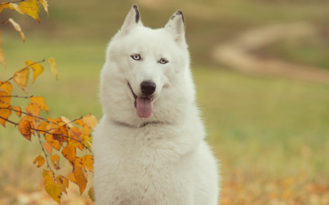 White dog blue eyes field free wallpaper for desktop - medium preview image