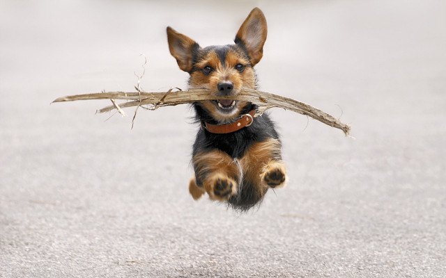 Small dog carrying stick running free wallpaper for desktop - medium preview image
