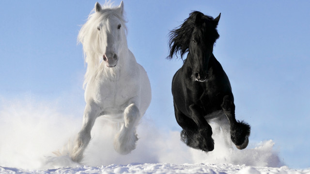 Horses running snow blackandwhite outdoors free wallpaper for desktop - medium preview image