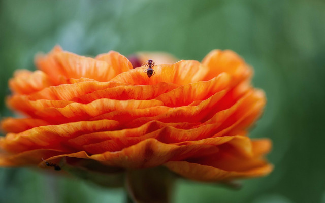Flower bee macro blurry background free wallpaper for desktop - medium preview image