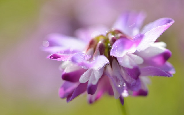 Purple flower water droplets bokeh free wallpaper for desktop - medium preview image