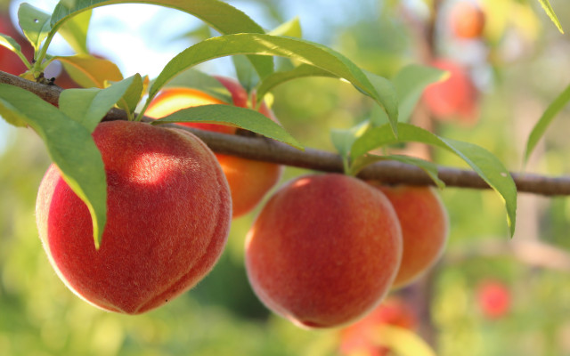 Branch fruit leaves blurry background free wallpaper for desktop - medium preview image
