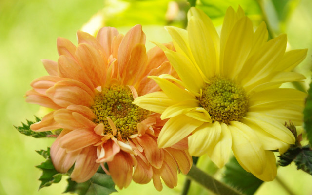 Orange yellow flowers vase garden free wallpaper for desktop - medium preview image