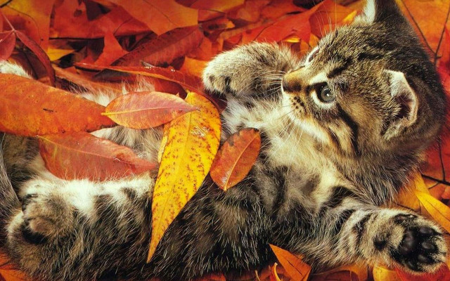 Cat leaves fall chippy autumn free wallpaper for desktop - medium preview image
