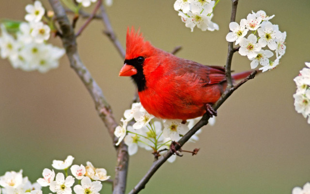 Red bird branch white flowers #2 free wallpaper for desktop - medium preview image