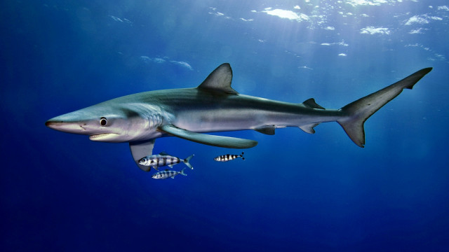 Shark fish ocean sunbeam blue free wallpaper for desktop - medium preview image